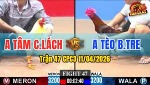 Trận 47 CPC3 11/04/2026 - ĐIỀU ĐÁ QUÁ CỰA  BƯỚM HẾT ĐƯỜNG ĐỨNG