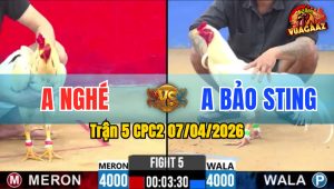 Trận 5 CPC2 07/04/2026 - Úa Đâm Quá Tịch Đá Bướm Gẫy Cổ Nằm Tại Chỗ