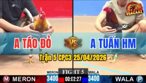 Trận 5 CPC3 25/04/2026 - Gà Anh Tuấn HM Có Chân Cựa Chí Mạng