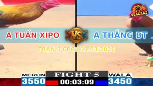 Trận 5 CPC3 31/03/2026 - Que Cọp Đâm Như Chĩa Xanh Tốc Chạy Khi Vào Kính