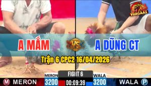 Trận 6 CPC2 16/04/2026 - Cú Như Dây Thung Ra Chân Quyết Định Điều Nằm Biệt Phản Tang