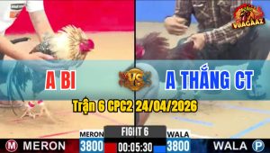 Trận 6 CPC2 24/04/2026 - Gà Que Anh Thắng CT Đá Siêu Tốc Độ