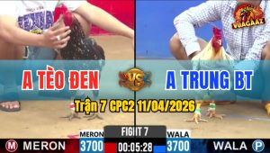 Trận 7 CPC2 11/04/2026 - Chuối Buôn Đuôi Đá Còn Ăn 1 Bướm Trả Chân Bông Nằm Tại Chỗ Phản Tang