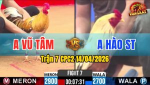 Trận 7 CPC2 14/04/2026 - Bướm Chấp Ngông Vẫn Đá Cú Nằm Tại Chỗ