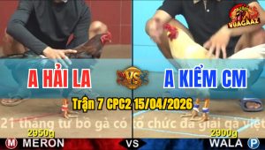 Trận 7 CPC2 15/04/2026 - Xanh Chấp Ngông Vẫn Giành Thắng Lợi Cho Idol