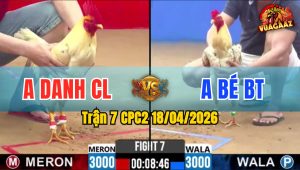 Trận 7 CPC2 18/04/2026 - Đỏ Đá Mu Lưng Bưng Xanh Ra Ngoài Nhanh Lẹ