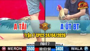 Trận 7 CPC2 24/04/2026 - 2 Con Quá Đâm Buông Ra 2 Con Đều Té