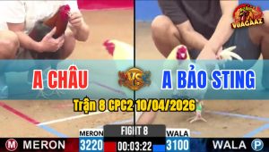 Trận 8 CPC2 10/04/2026 - Điều Quá May Mắn Bóp Chân Úa Xỉu Phản Tang 5 Lai