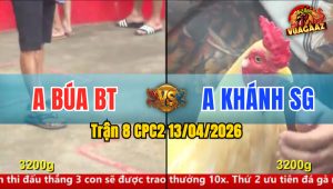 Trận 8 CPC2 13/04/2026 - Bướm Quá Mai Độ Tung Chân Trên Lưng Điều Nằm Biệt