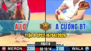 Trận 8 CPC2 16/04/2026 - Bướm Đá Điều Đúa 1 Tay Nước Chết Trong Chân