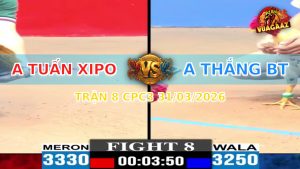 Trận 8 CPC3 31/03/2026 - Gà Bướm Giao Nạp Qua Lại Đúng 3 Chân Là Có Kết Quả