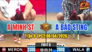 Trận 9 CPC2 08/04/2026 - Quá Đẳng Cấp Idol Cho Nặng 500g Vẫn Lụm Nhẹ Nhàn