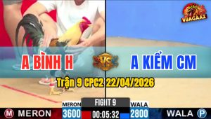 Trận 9 CPC2 22/04/2026 - Gà Úa Hiệu Đá Đúng 1 Tay Nước Lụm Tiền