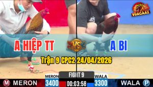 Trận 9 CPC2 24/04/2026 - Gà Điều Anh Hiệp TT Có Chân Cựa Chí Mạng