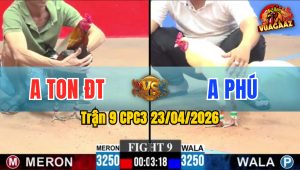 Trận 9 CPC3 23/04/2026 - Gà Bướm Đá Đâm Cựa Quá Tịch