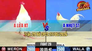 Trận 29 CPC2 27/05/2026 - Gà Úa Anh Nhựt ST Đá Cựa Đâm Thấy Nóng Lạnh