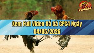 Xem Full Video Đá Gà CPC4 Ngày 04/05/2026