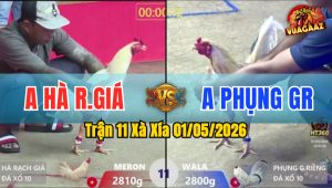 Trận 11 Xà Xía 01/05/2026 - Gà Anh Hà RG Đá Đâm Như Đời Tới