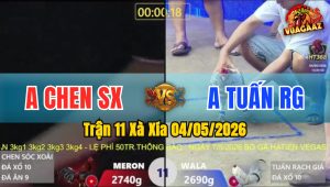 Trận 11 Xà Xía 04/05/2026 - Gà Anh Chen SX Đá Đâm Như Cái Máy