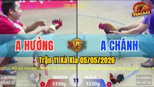 Trận 11 Xà Xía 05/05/2026 - Xanh Ngán Cựa Khi Đỏ Đâm Đầu Cần Tốc Chạy