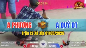 Trận 12 Xà Xía 01/05/2026 - Gà Anh Phương Đá Cựa Đâm Quá Tịch