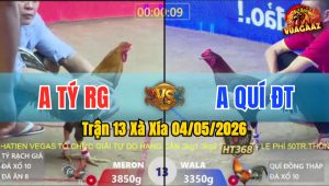 Trận 13 Xà Xía 04/05/2026 - Gà Điều Anh Quý Đá Đòn Quá Hiểm Hóc