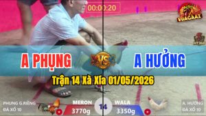 Trận 14 Xà Xía 01/05/2026 - Gà Anh Hưởng Đâm Cựa Quá Dính