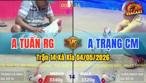 Trận 14 Xà Xía 04/05/2026 - Gà Xanh Đá Đỏ Không Có Đường Phản