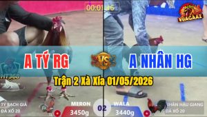 Trận 2 Xà Xía 01/05/2026 - Gà Xám Anh Tý RG Không Cho Đối Thủ Cơ Hội