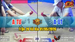 Trận 20 Xà Xía 01/05/2026 - Gà Anh Út Đá Canh Chặn Quá Khôn Khéo