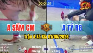 Trận 4 Xà Xía 01/05/2026 - Gà Anh Tý RG Đá Đâm Thấy Nóng Lạnh
