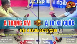Trận 4 Xà Xía 04/05/2026 - Gà Anh Trạng CM Quá Nhanh Quá Nguy Hiểm