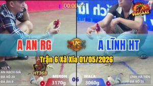 Trận 6 Xà Xía 01/05/2026 - Gà Anh An RG Đá Cựa Đâm Thấy Ớn Lạnh