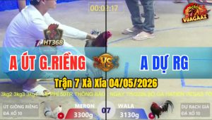 Trận 7 Xà Xía 04/05/2026 - Gà Anh Út GR Đá Chưa Tới 3 Chân