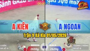 Trận 9 Xà Xía 01/05/2026 - Gà Anh Ngoan Siết 1 Tăng Đỏ Bỏ Chạy