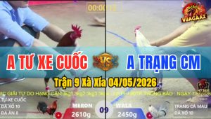 Trận 9 Xà Xía 04/05/2026 - Gà Bướm Anh Trạng CM Thắng Trong 1 Tay Nước