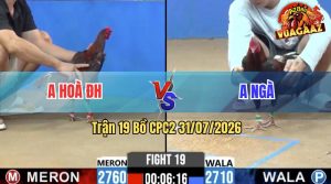 Trận 19 CPC2 31/07/2026 – Gà Anh Hoà ĐH Đá 3 Chân Lụm Tiền
