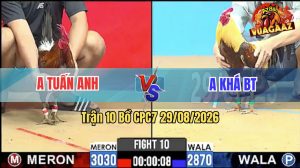 Trận 10 CPC7 29/08/2026 – Gà Khét Anh Tuấn Anh Dở Giò Là Cựa Dính