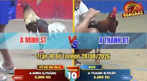 Trận 10 Tonhon 28/08/2026 – Gà Camelo Anh Minh ST Đá Đúng 3 Cước
