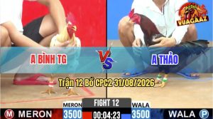 Trận 12 CPC2 31/08/2026 – Gà Que Anh Thảo Có Pha Phản Đòn Thắng Ngược