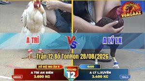 Trận 12 Tonhon 28/08/2026 – Gà Bướm Anh Trí Cứ Nhấc Chân Là Có Cựa