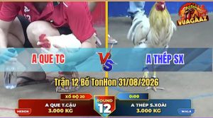 Trận 12 Tonhon 31/08/2026 – Anh Kiểm Cà Mau Gặp Anh Thép SX