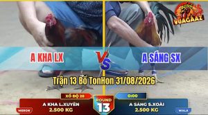 Trận 13 Tonhon 31/08/2026 – Gà Anh Sáng Toàn Trả Lại Chân Cựa Hiểm