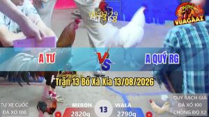 Trận 13 Xà Xía 13/08/2026 – Gà Điều Anh Tư Tải Cựa Quá Khủng Khiếp