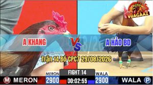 Trận 14 CPC7 29/08/2026 – Anh Hảo Không Cho Anh Khang Cơ Hội Nào