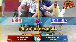 Trận 14 Tonhon 24/08/2026 – Gà Điều Anh Kiệm Đá Đâm Như Sát Thủ