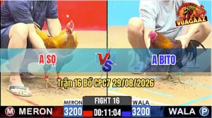 Trận 16 CPC7 29/08/2026 – Anh Bito Tung Gà Cọp Vào Đá Thấy Nóng Lạnh