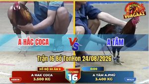 Trận 16 Tonhon 24/08/2026 – Anh Tâm Khắc Tinh Của Anh Hắc Coca