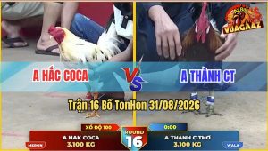 Trận 16 Tonhon 31/08/2026 – Anh Hắc Coca Đưa Gà Bướm Vào Đá Quá Đâm