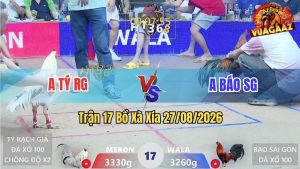 Trận 17 Xà Xía 27/08/2026 – Gà Điều Anh Báo SG Đá Đòn Cựa Quá Hiểm